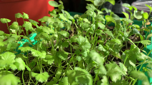 在自家阳台种蔬菜素食概念视频