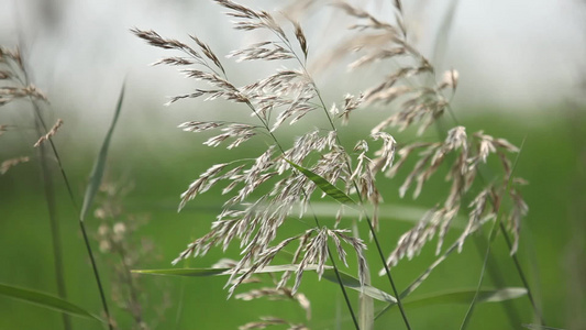 春夏秋冬花草树木视频