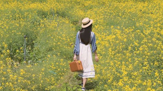 4k油菜花海的少女视频