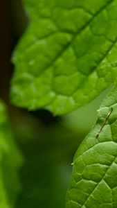 生物蜗牛小蜗牛视频