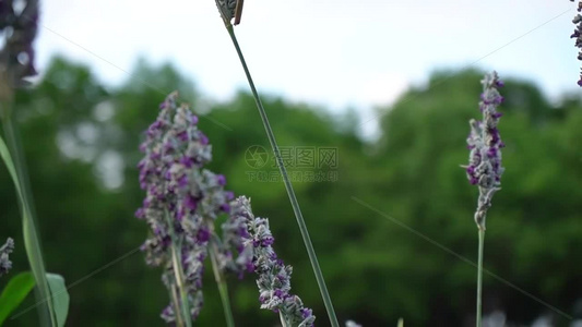 唯美春天花草踏春实拍视频视频