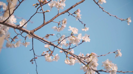 唯美春天花草踏春实拍视频视频