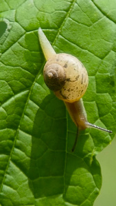 生物蜗牛小蜗牛视频