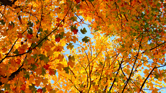 秋天蓝天下金黄色的枫叶林随风舞动视频