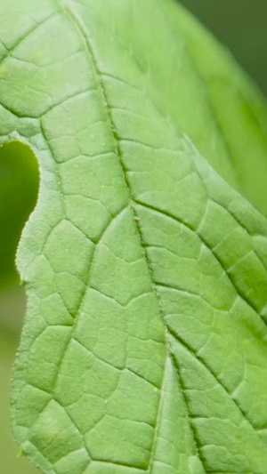 生物蜗牛小蜗牛59秒视频