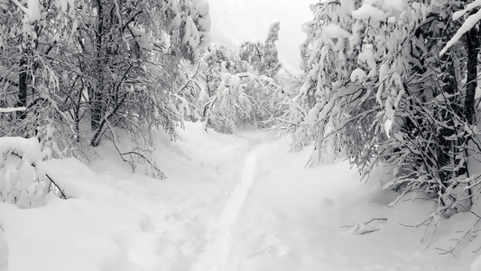 通过树枝飞行覆盖着积雪的树枝视频