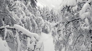 覆盖着积雪的树枝30秒视频