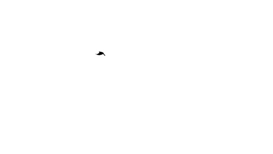 大量鸟类在白色背景上向不同方向飞翔hd以白色背景飞行视频