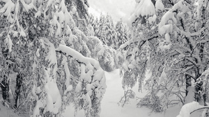 通过树枝飞行覆盖着积雪的树枝16秒视频