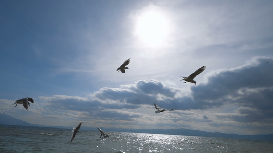 鸟儿飞越奥赫里德湖表面视频
