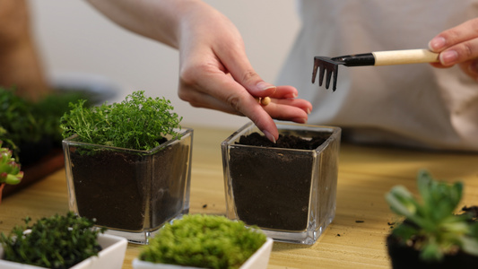 盆栽里种植种子视频