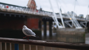 白色的白海鸥在金属扶手上行走后面有一条模糊的河水8秒视频