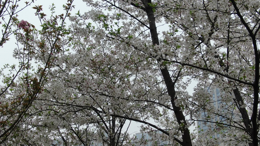 雪白梨花实拍[洁白无瑕]视频