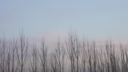 4K北方冬天树林上空飞过的喜鹊鸟群视频
