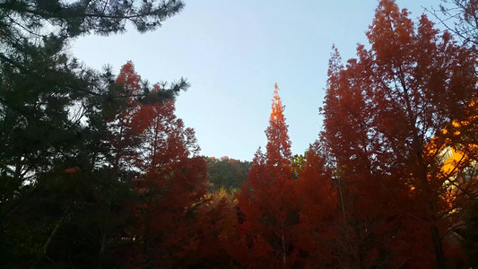 秋季公园的树叶视频