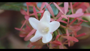 秋季有红叶白花,在新鲜空气中飘动13秒视频