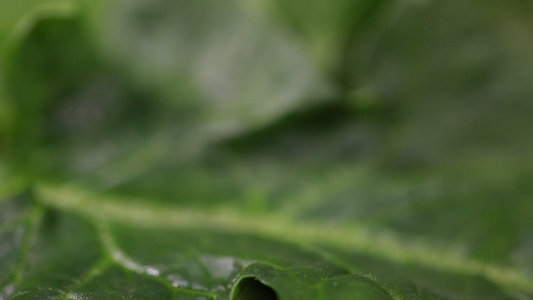 菠菜青菜菜叶特写叶脉叶绿素 视频