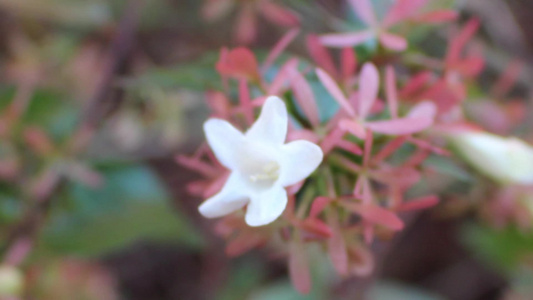 秋季红叶白花视频