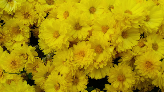 春季黄色花朵视频