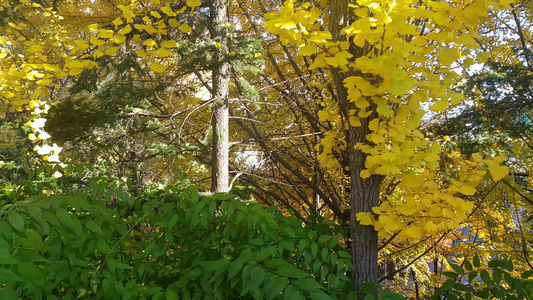 秋天新鲜空气中漂浮的黄色绿色和橙色叶子视频