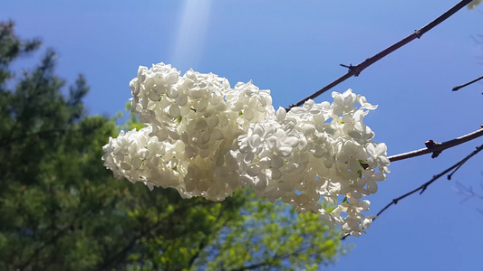 春季绿叶白花视频