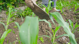 4k拍摄农忙芒种玉米地施肥64秒视频