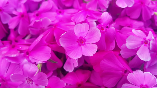春季粉红花朵视频
