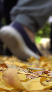 秋季落满银杏叶的道路及行人视频中山陵视频