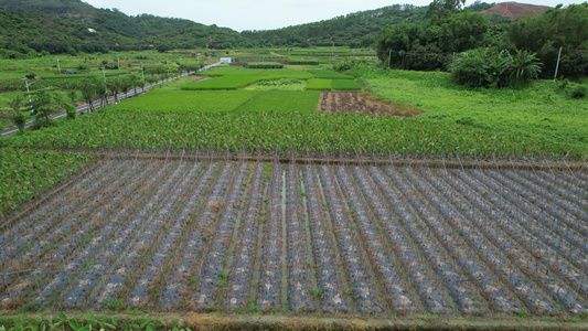 绿色农田航拍视频