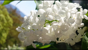 春季白花在飘动11秒视频