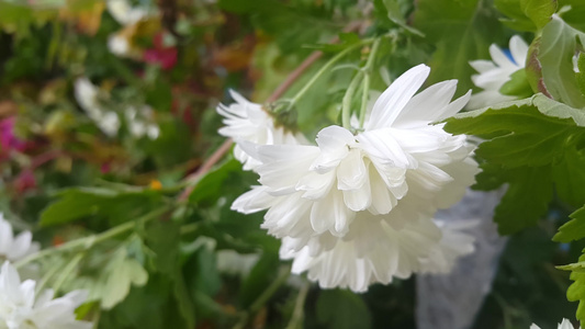 春季有绿叶白花在新鲜空气中飘动视频