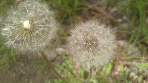 春季时有绿叶花朵,在新鲜空气中飘动10秒视频