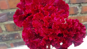 红色花朵10秒视频