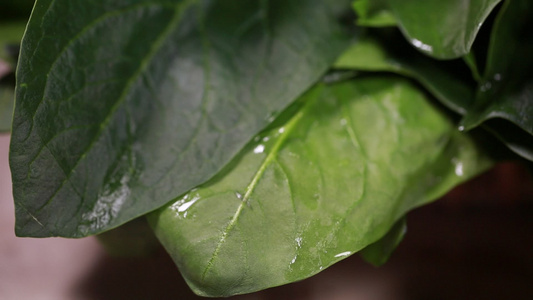 菠菜青菜菜叶特写叶脉叶绿素 视频