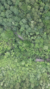 俯拍绿色植物森林天然氧吧 视频