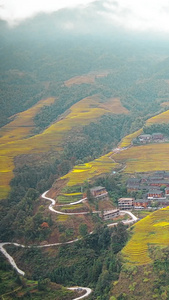桂林旅游龙胜龙脊梯田航拍金黄色的稻田视频