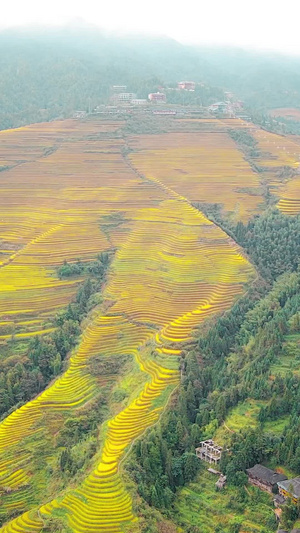 桂林旅游龙胜龙脊梯田航拍金黄色的稻田73秒视频