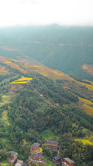 桂林旅游龙胜龙脊梯田航拍金黄色的稻田73秒视频