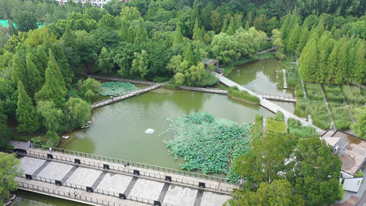 航拍郑州大学校园绿化风光绿意盎然树林茂密视频