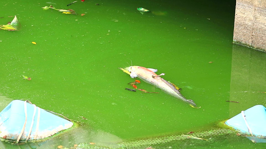 鱼死在垃圾和严重腐烂的水中这种爱动物和环境的理念笑声视频