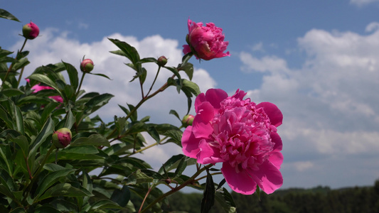 牡丹芍药视频