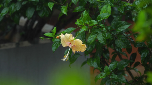 雨下的花朵视频