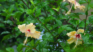 下雨时的花朵20秒视频