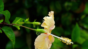 雨后花朵19秒视频