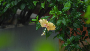 雨下的花朵17秒视频