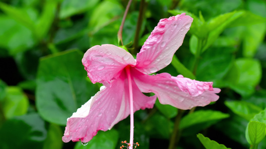 雨后粉红色花朵视频