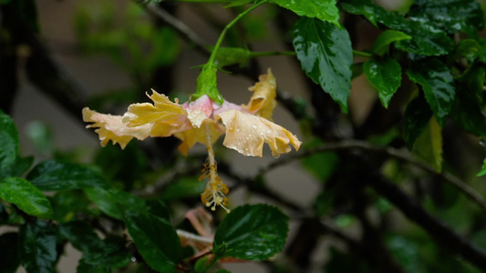 在雨下花朵的粉红花视频