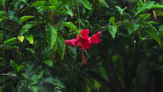 雨下的红色花朵视频