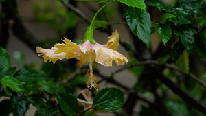 在雨下花朵的粉红花26秒视频