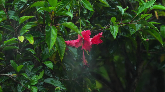 雨下的红色花朵视频